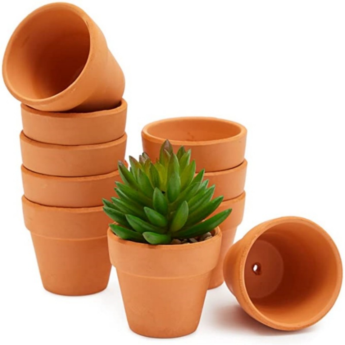 Echeveria Succulent - 16 stuks 1,8 '' Terra Cotta