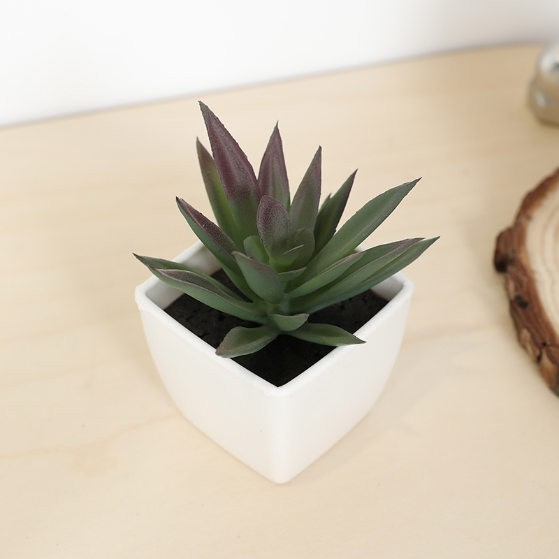 Echeveria Succulent - Mini Kunstmatige Succulente Fee Cup Kleine