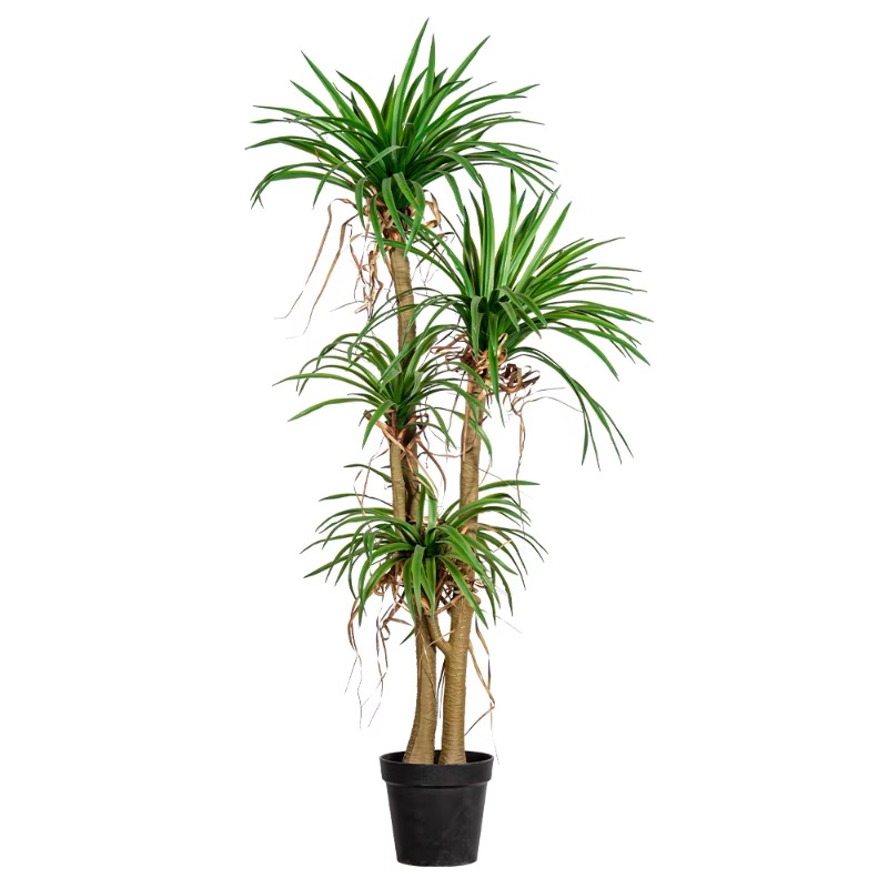 Binnen/buiten huis boom gesimu - Dracaena Marginata recensie en prijs