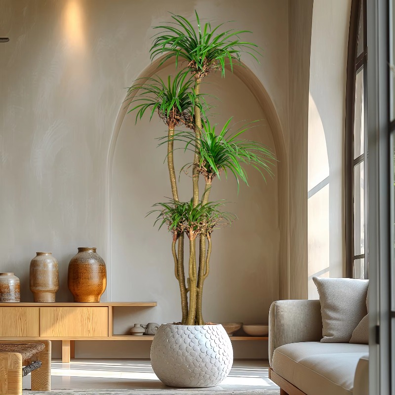 Binnen/buiten huis boom gesimu - Dracaena Marginata recensie en prijs