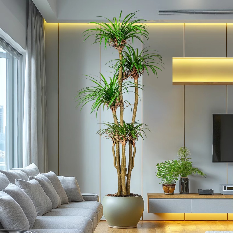 Binnen/buiten huis boom gesimu - Dracaena Marginata recensie en prijs