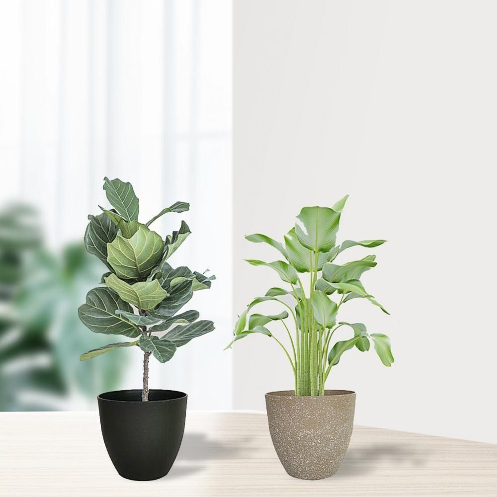 Frosted Imitatie Steen Bloempo - Aloe Vera Pot recensie en prijs