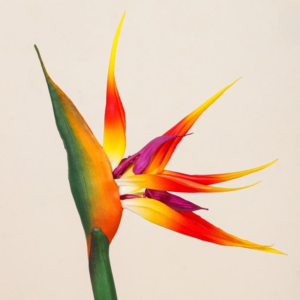 Nieuwe lange steel kunstmatige - Bird Paradise Strelitzia recensie en prijs