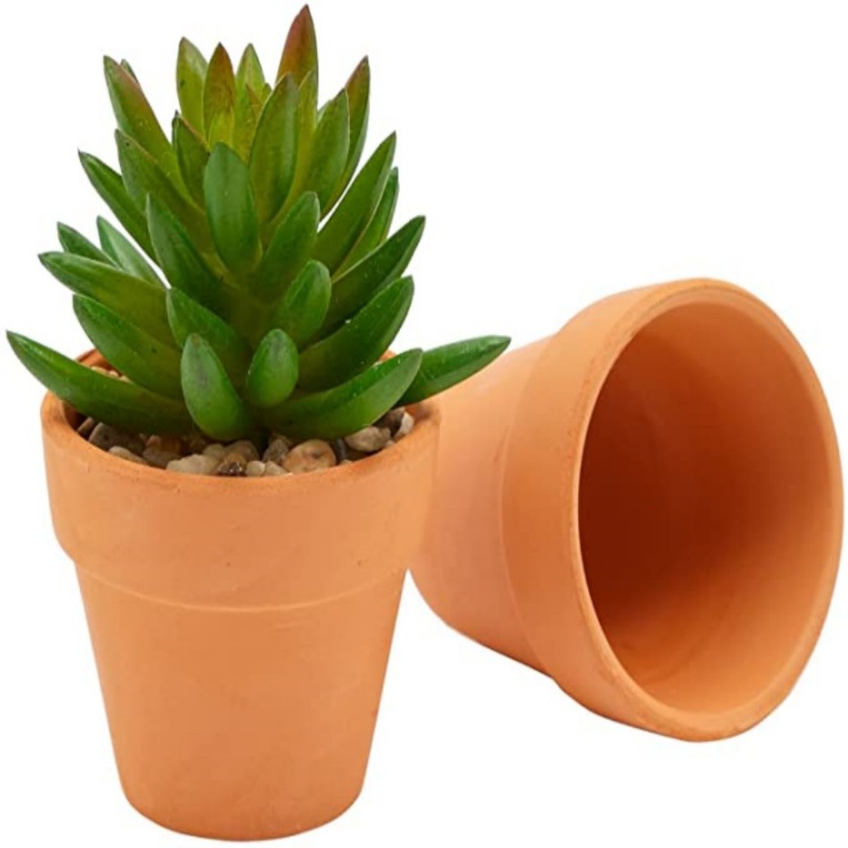 16 stuks 1,8 '' Terra Cotta po - Echeveria Succulent recensie en prijs