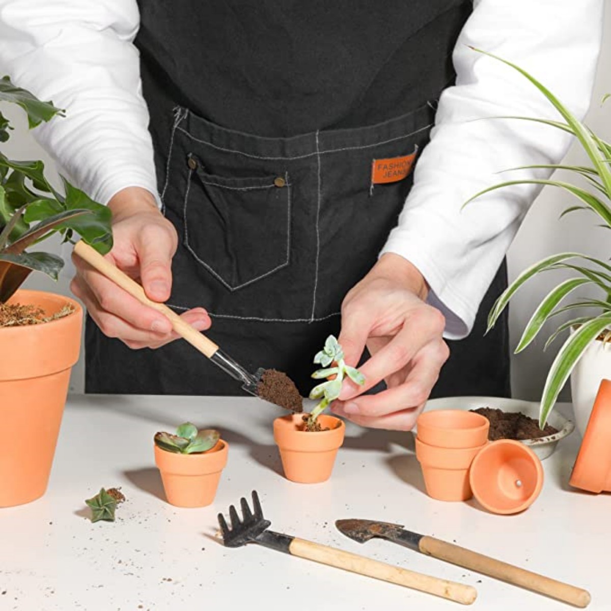 16 stuks 1,8 '' Terra Cotta po - Echeveria Succulent recensie en prijs