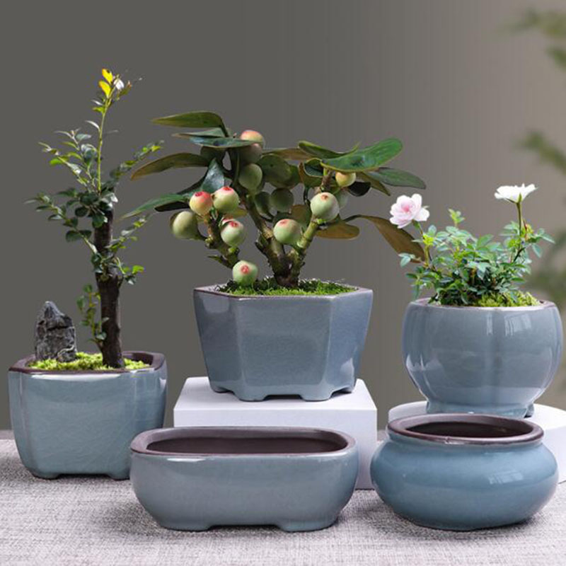 Retro Keramische Bloempot Aspe - Echeveria Succulent recensie en prijs