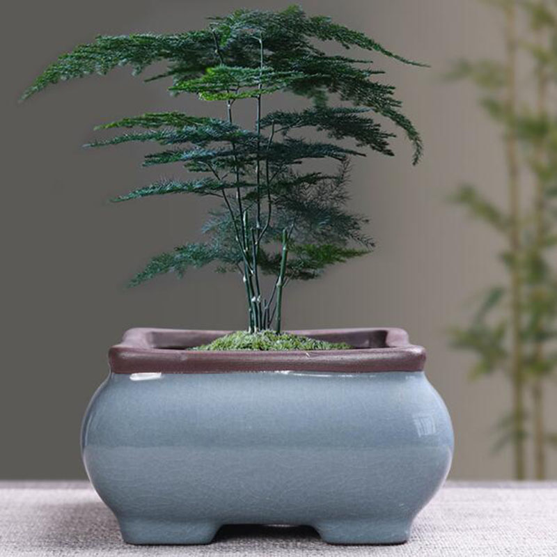 Retro Keramische Bloempot Aspe - Echeveria Succulent recensie en prijs