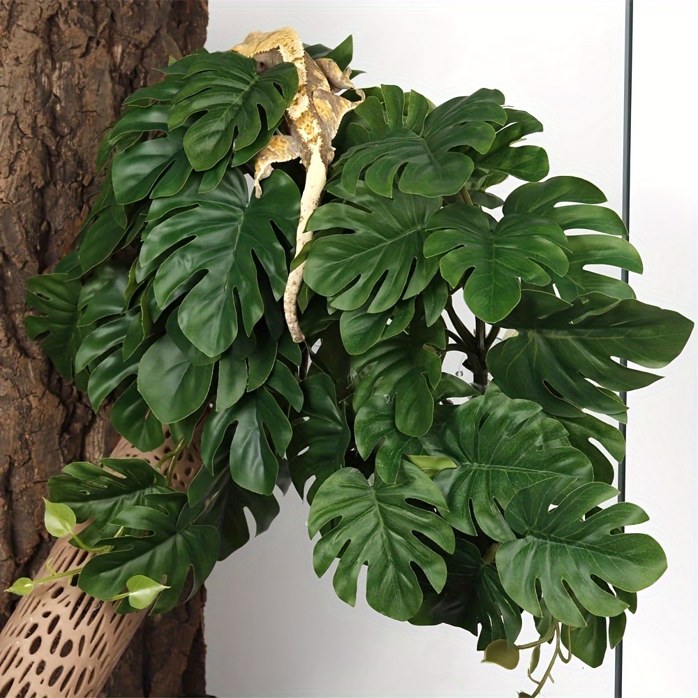 Reptielenplanten voor terrariu - Monstera Adansonii recensie en prijs