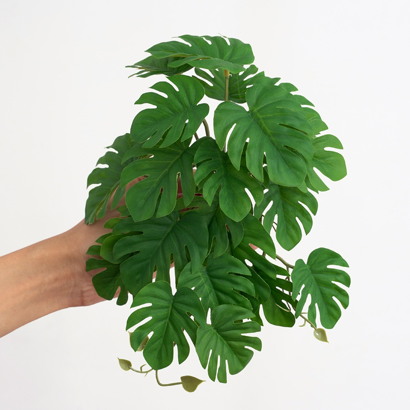 Reptielenplanten voor terrariu - Monstera Adansonii recensie en prijs