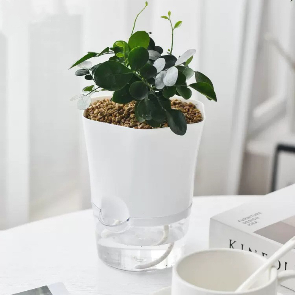 Transparante plastic zelfwater - Aloe Vera Pot recensie en prijs