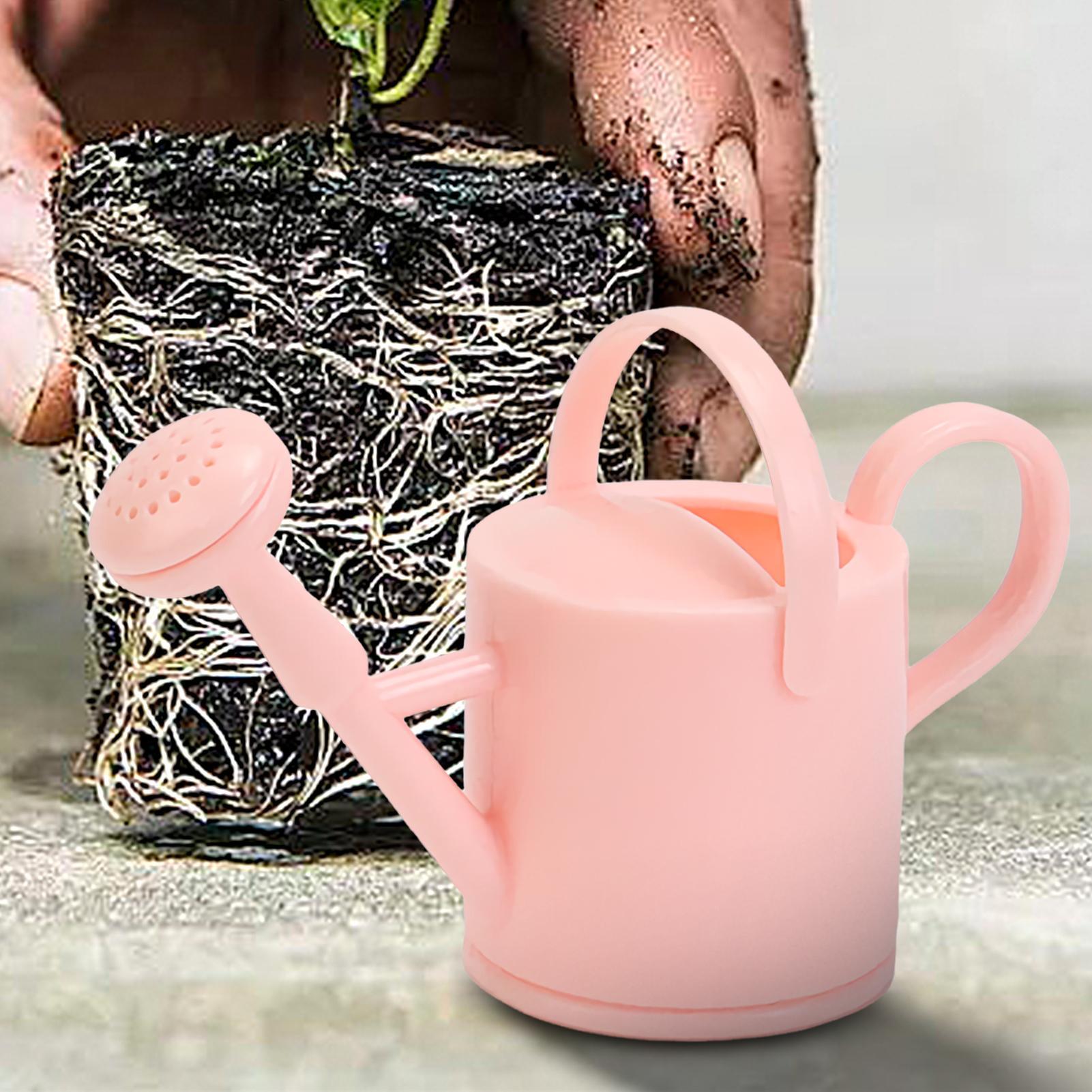 Kleine kindergieter, flexibele - Echeveria Succulent recensie en prijs