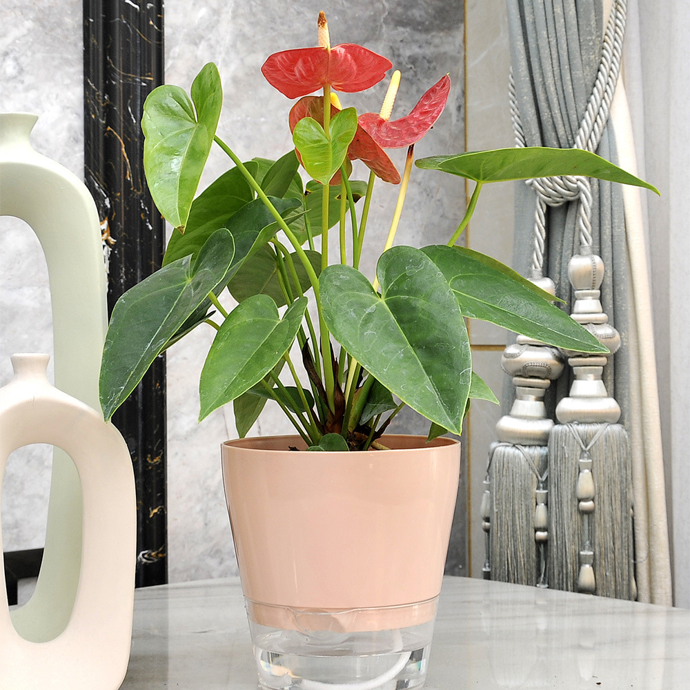 Luie bloem met afvoergat Zelfw - Aloe Vera Pot recensie en prijs